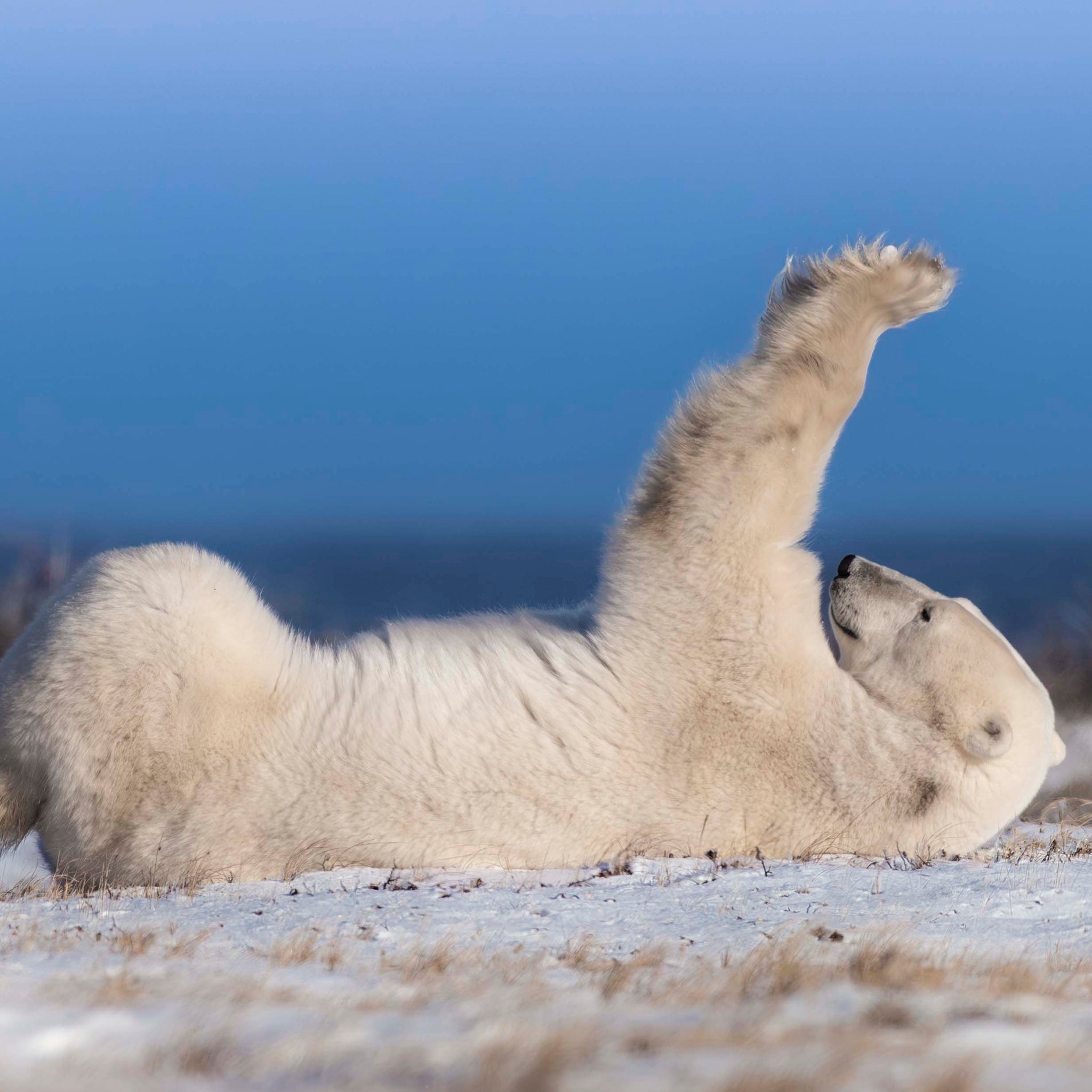 Polar Stretch