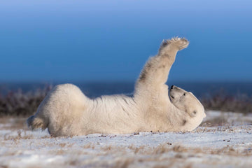 Polar Stretch