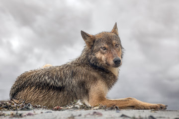 Resting Wolf