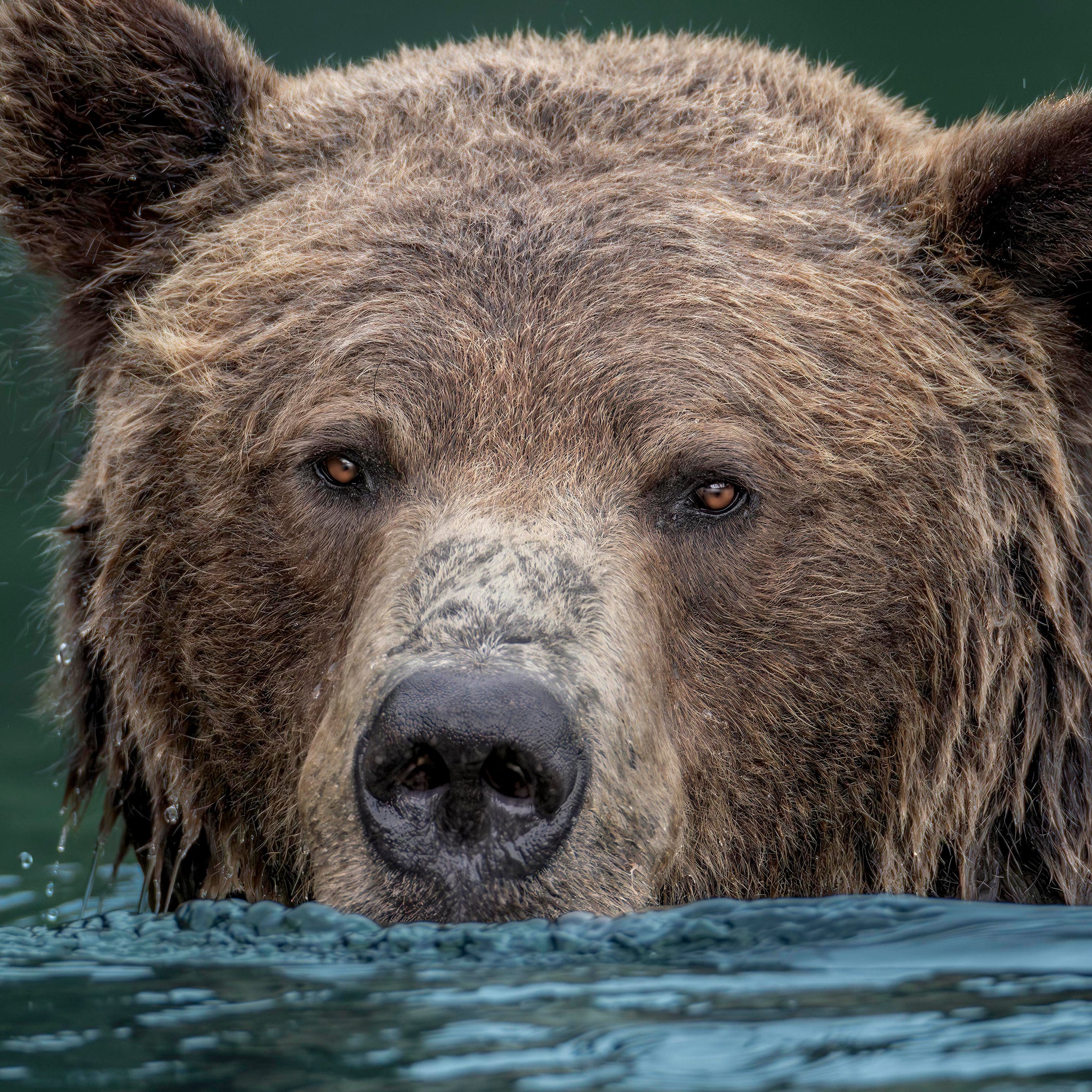 Furry Fisherman