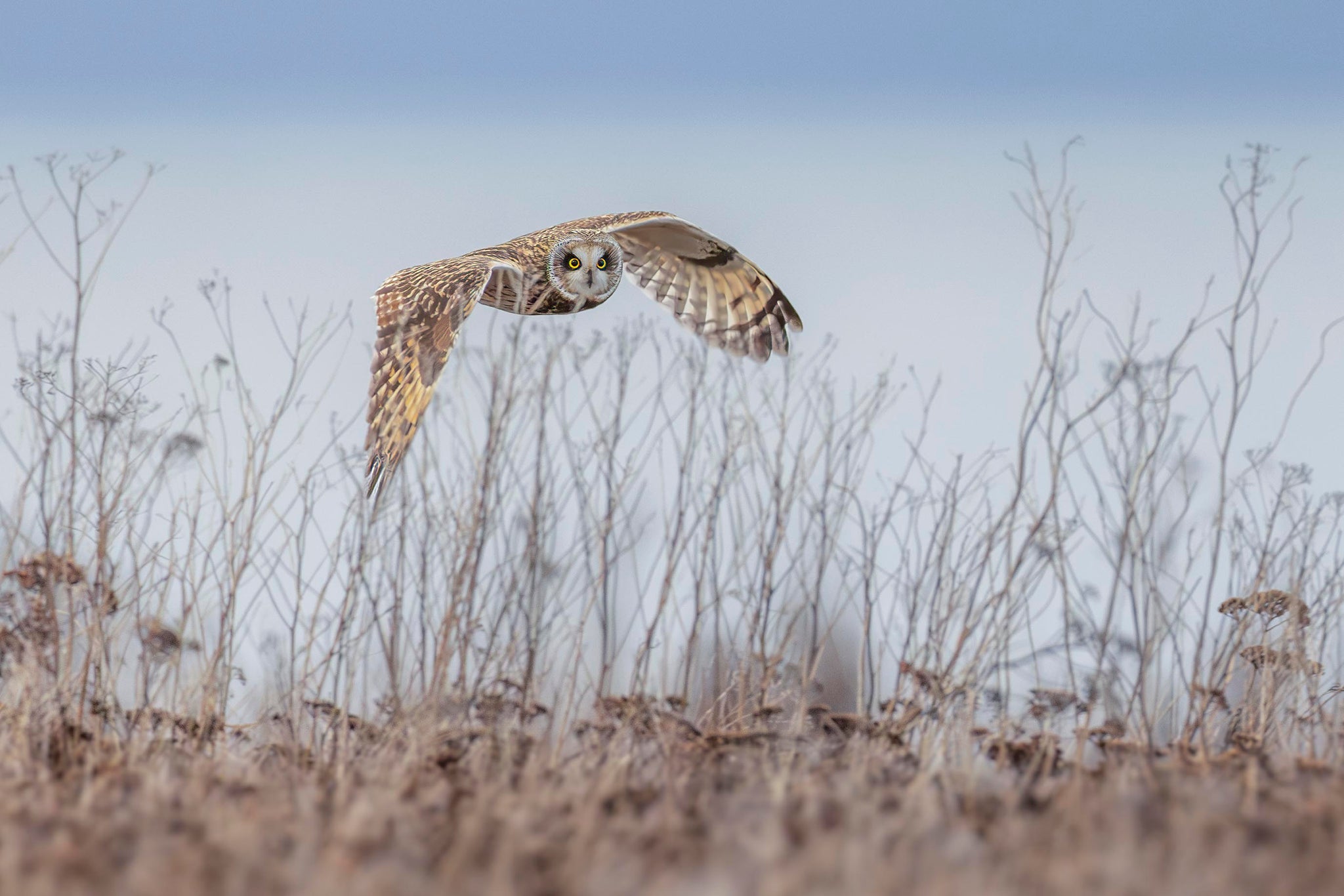 Silent Flight