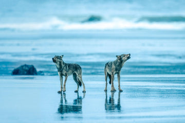 Salish Spirits