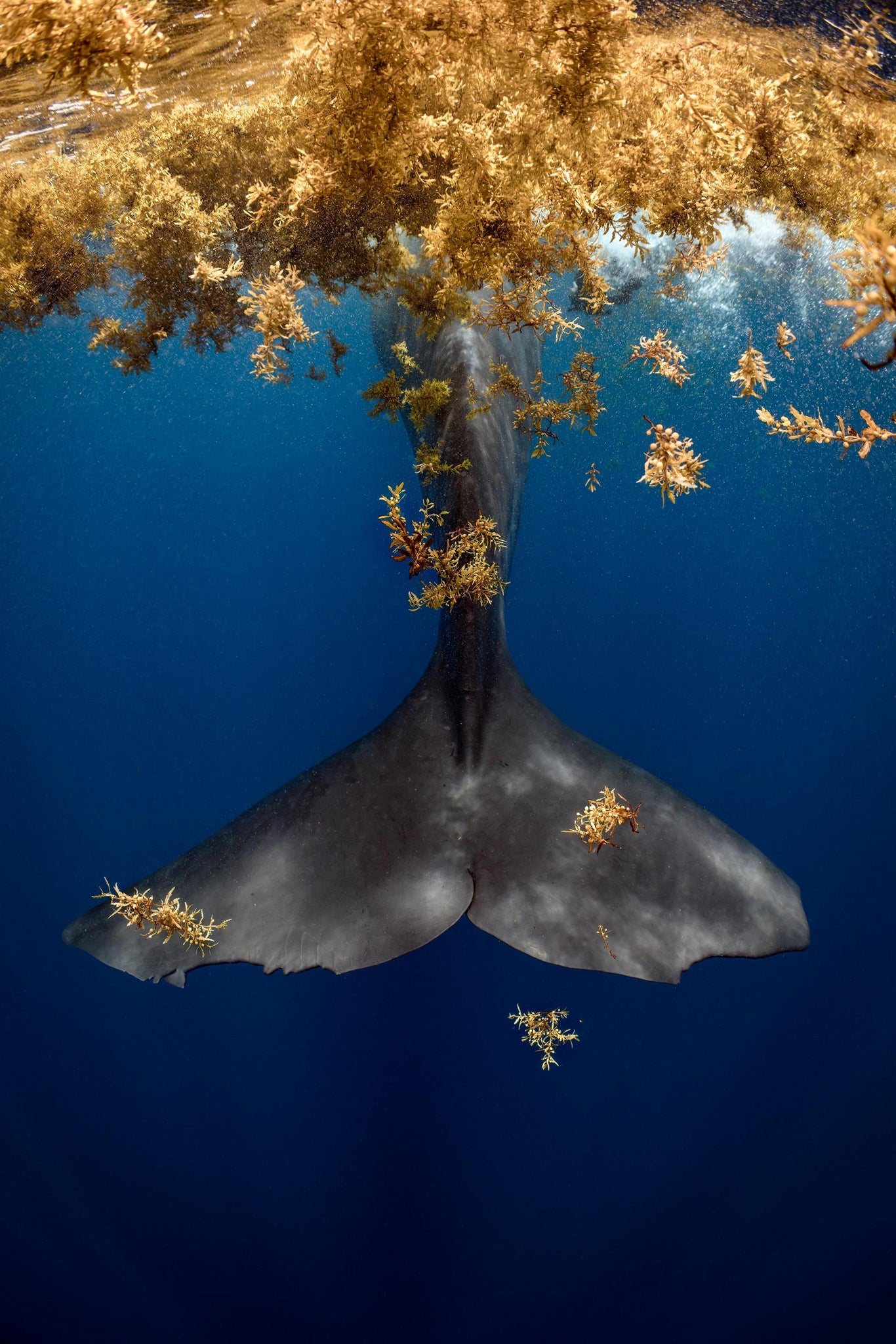 Sargassum Whale Tale