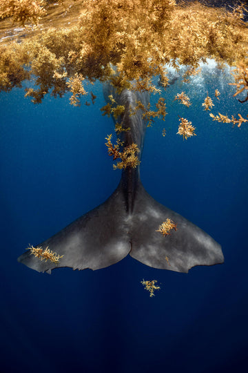 Sargassum Whale Tale