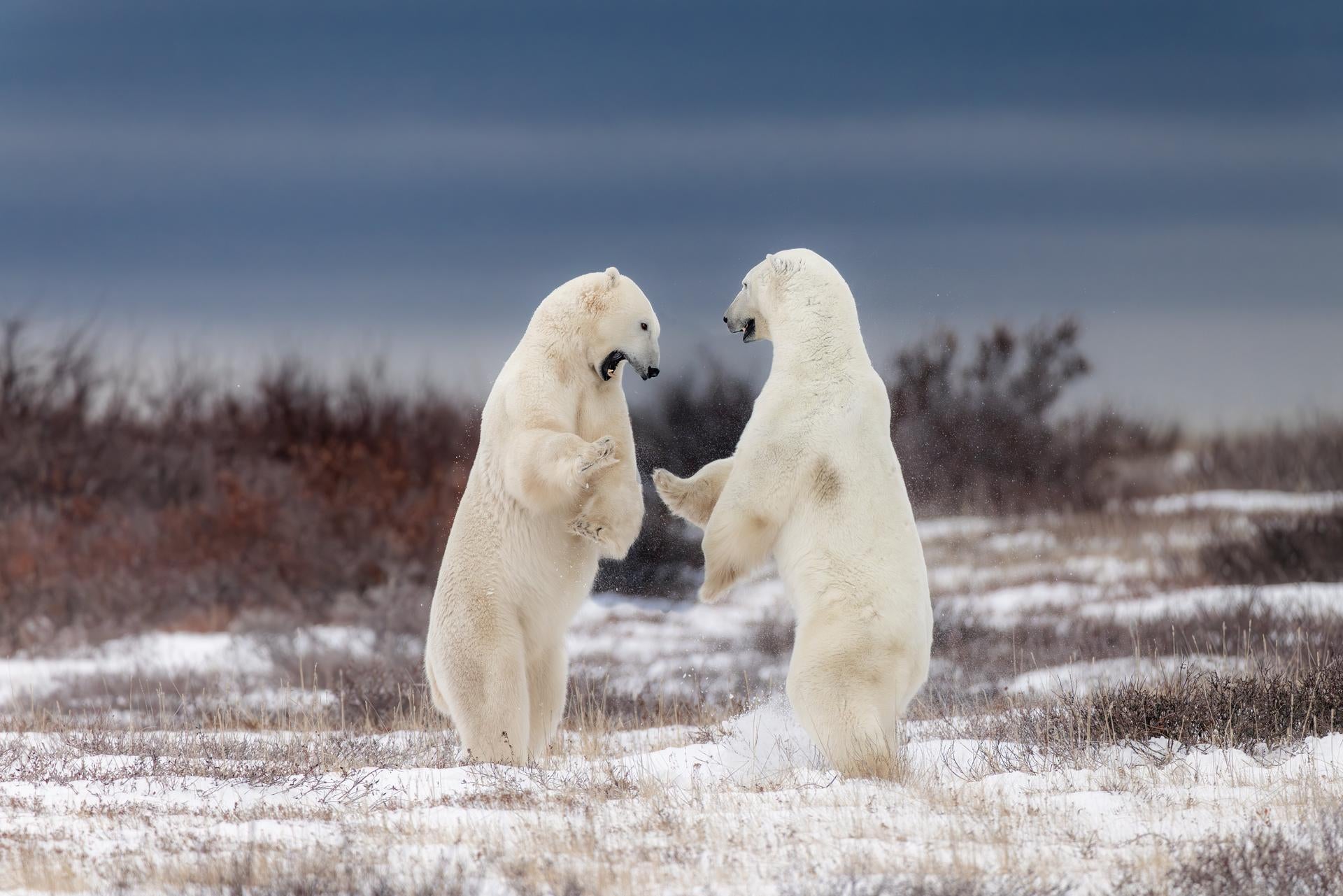 Sparring Partners