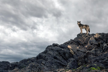 Standing Watch