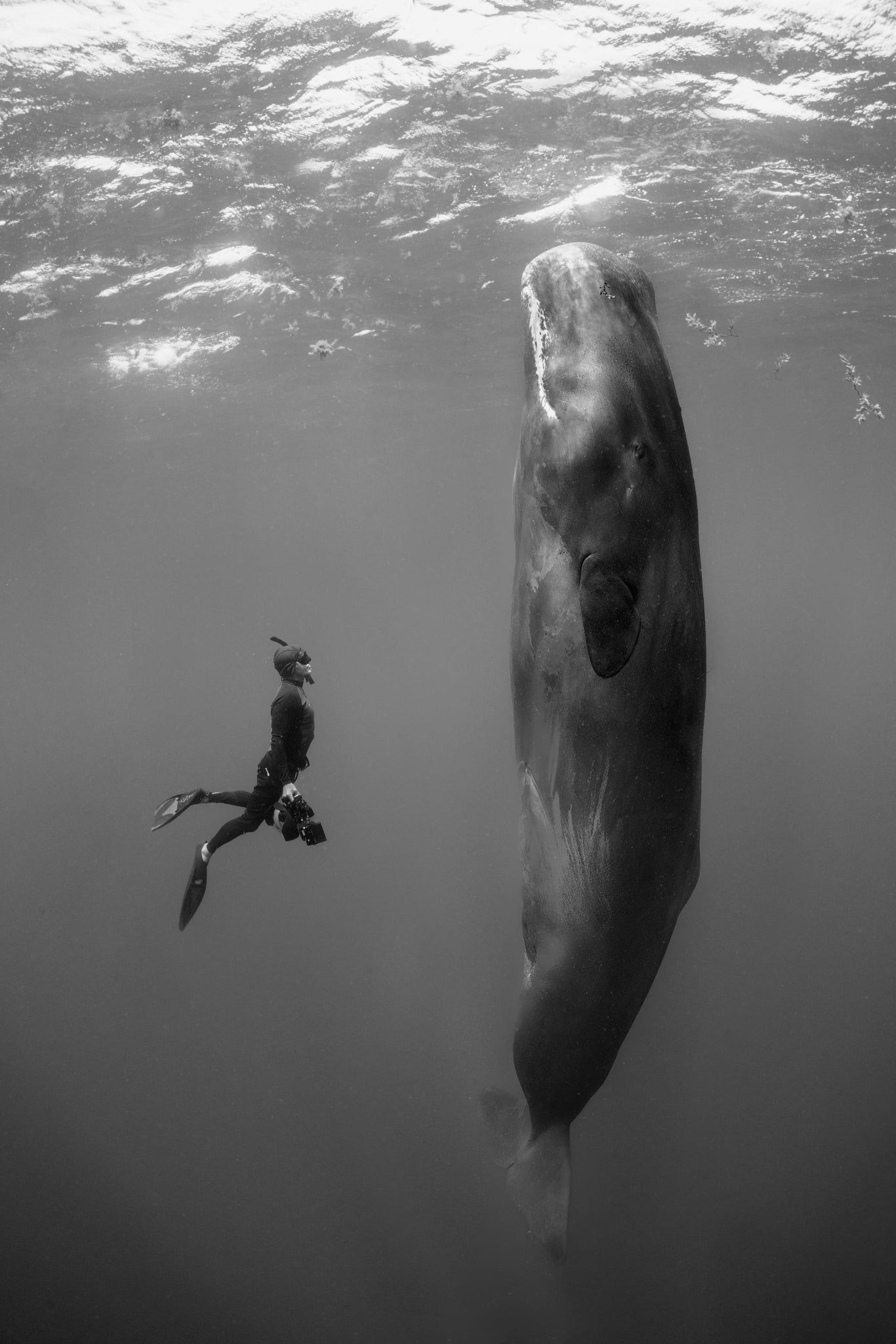 Underwater Rendezvous